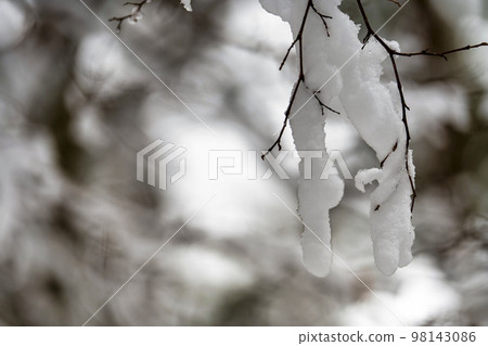 Lake Inawashiro in winter, Tenjinhama, snowy forest road, Inawashiro Town, Fukushima Prefecture 98143086