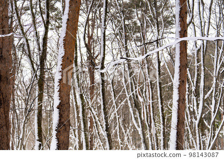Lake Inawashiro in winter, Tenjinhama, snowy forest road, Inawashiro Town, Fukushima Prefecture Lake Inawashiro in winter, Tenjinhama, snowy forest road, Inawashiro Town, Fukushima Prefecture 98143087