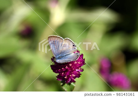 A corbicula spreading its wings and sucking nectar on a crape myrtle flower on a small spring day. 98143161