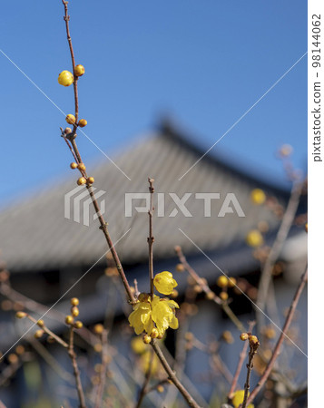 Japanese allspice and tiled roof 98144062