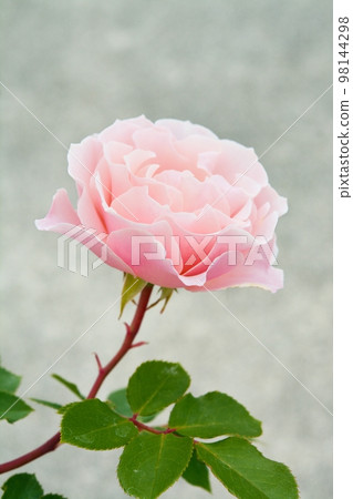 玫瑰花(達芙妮) 玫瑰花(達芙妮) 98144298