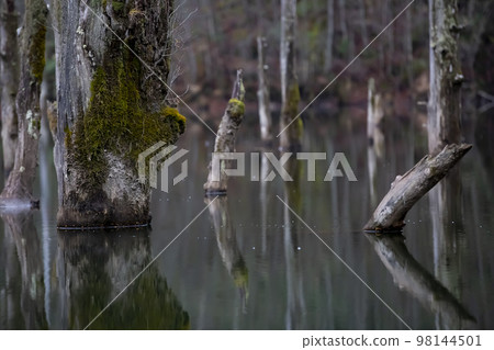 Natural lake in early winter, Otaki Village, Nagano Prefecture 98144501
