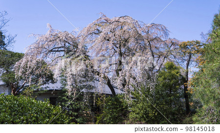 埼玉縣川越市中之院[星之山無量壽寺]的垂枝櫻花 98145018