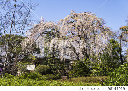 埼玉縣川越市中之院[星之山無量壽寺]的垂枝櫻花 98145019