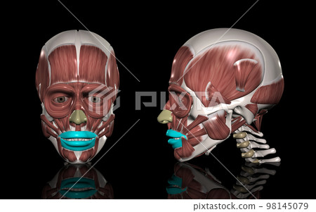 human head muscles orbicularis oris Stock Illustration 98145079