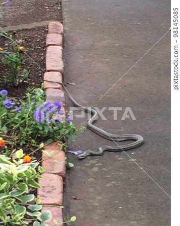 A snake that appeared in my garden 98145085