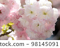 Pale pink and pure white double-flowered Fugenzo cherry blossoms brighten up the town 98145091