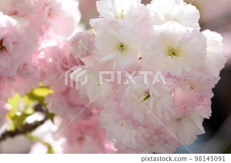 Pale pink and pure white double-flowered Fugenzo cherry blossoms brighten up the town Pale pink and pure white double-flowered Fugenzo cherry blossoms brighten up the town 98145091