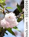 The pale pink of the double-flowered Fugenzo and the pure white petals of the cherry blossoms are reflected in the blue sky. 98145094