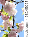 The pale pink of the double-flowered Fugenzo and the pure white petals of the cherry blossoms are reflected in the blue sky. 98145095