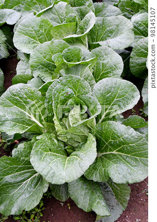 The Chinese cabbages in the Chinese cabbage field are lined up neatly and growing 98145107