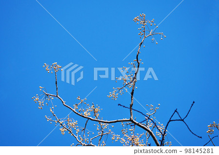 Winter china berries (winter, December) 98145281