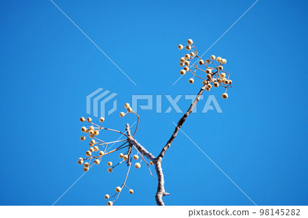 Winter china berries (winter, December) Winter china berries (winter, December) 98145282