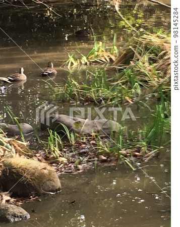 在寺廟池塘中發現的一隻鴨子 98145284