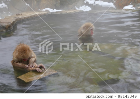Jigokudani野生猴子公園 Jigokudani野生猴子公園 98145349