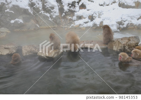 Jigokudani野生猴子公園 Jigokudani野生猴子公園 98145353