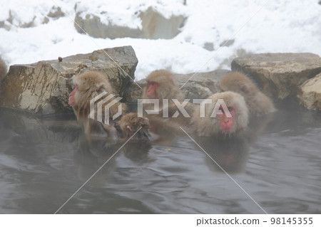 Jigokudani野生猴子公園 Jigokudani野生猴子公園 98145355