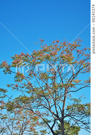 Red Taiwan mokugenji berries (winter, December) Red Taiwan mokugenji berries (winter, December) 98145374