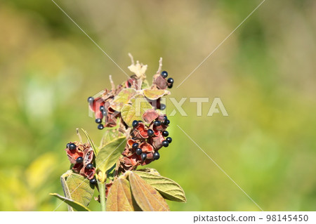 Berries of black peanut (winter, December) 98145450