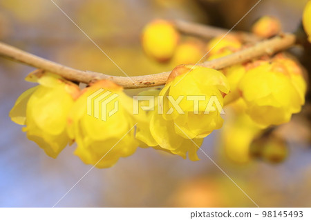 Lobai flower Lobai flower 98145493