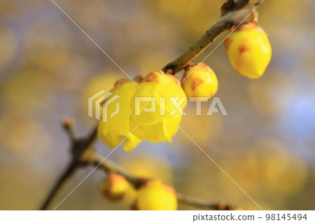 Lobai flower 98145494