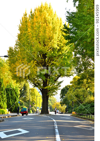 A large ginkgo tree standing in the middle of the road A large ginkgo tree standing in the middle of the road 98145909