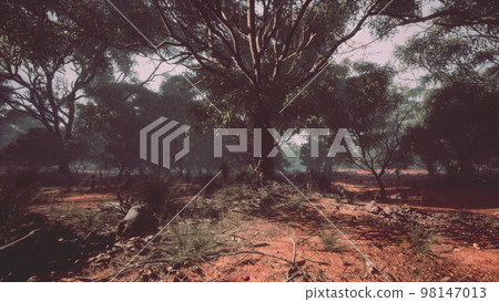 Coastal vegetation with trees and shrubs Coastal vegetation with trees and shrubs 98147013