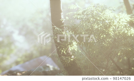 Rays of light coming through leaves in a tropical jungle Rays of light coming through leaves in a tropical jungle 98147026