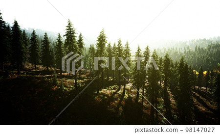 Misty mountain forest landscape in the morning Misty mountain forest landscape in the morning 98147027