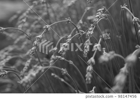 Lavanda's flowers. Grey color background. Lavandula bunch of flowers in bloom, field of flowers.  98147456