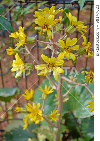 Tsuwabuki 2 98147623