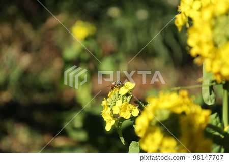 A bee perched on a yellow rape blossom in the season close to spring 98147707