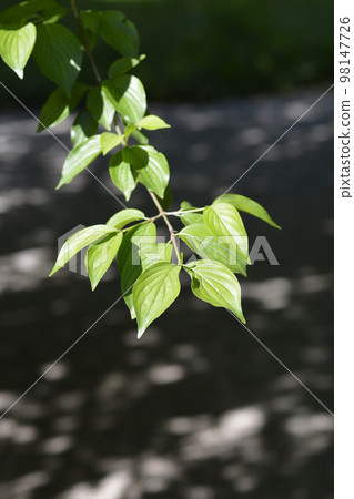 Cornelian cherry Cornelian cherry 98147726