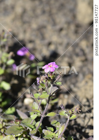 Ornamental bacopa Ornamental bacopa 98147727