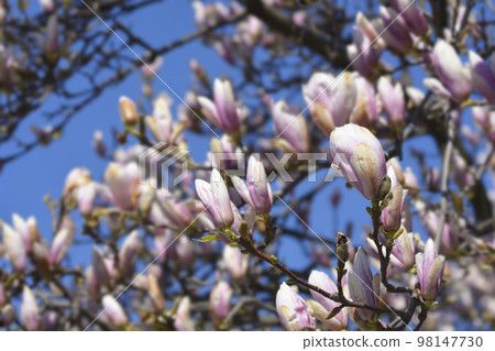 Magnolia tree Magnolia tree 98147730