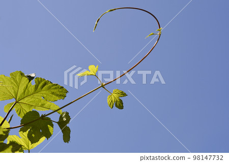 Common hop Common hop 98147732