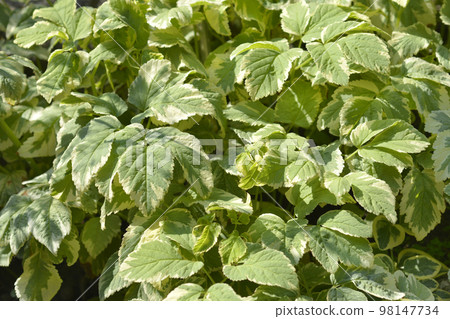 Variegated Bishops weed 98147734