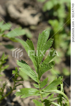 Prairie smoke 98147749