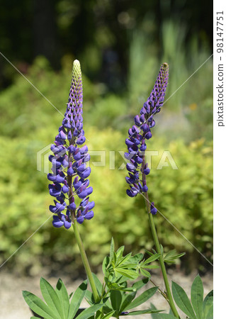 Large leaved lupine 98147751
