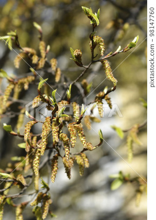 Hornbeam Fastiegata Hornbeam Fastiegata 98147760