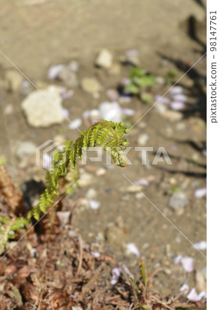 Soft shield-fern Soft shield-fern 98147761