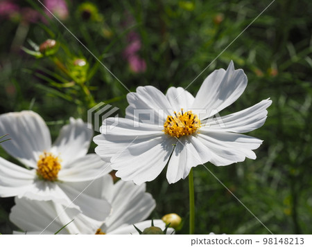 White autumn cherry 98148213