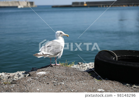 積丹半島 Horomui 漁港的黑尾鷗 98148296