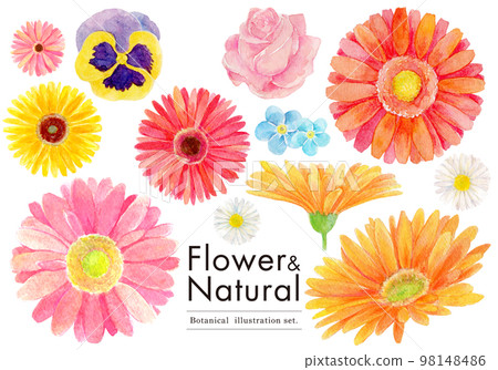 Flower watercolor illustration set Flower watercolor illustration set 98148486