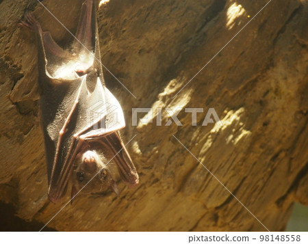 egyptian russet flying fox egyptian russet flying fox 98148558
