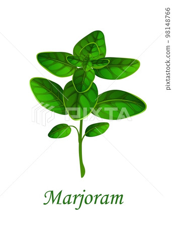 Marjoram herb seasoning, herbal spice flavoring and cooking condiment, isolated vector. Marjoram plant branch, herbal spice for tea or cooking recipe seasoning and healthy food 98148766