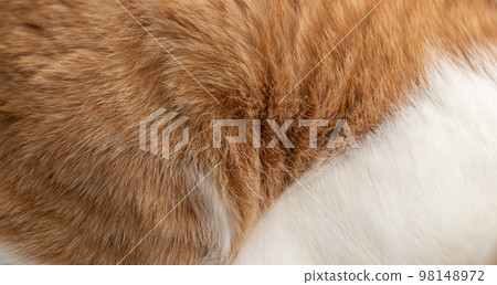 貓毛棕虎白 98148972