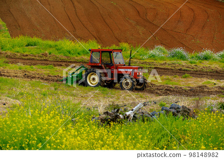 Gunsan Oreum, Garden, Mountain, Rural, Landscape, Rape Flowers, Spring, Flowers, Wildflowers, Green Barley, Farming, Countryside, 98148982