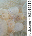 Bubble Coral Shrimp 98149219