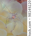 Bubble Coral Shrimp 98149220